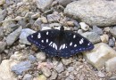 Limenitis reducta ©  S. Beshkov